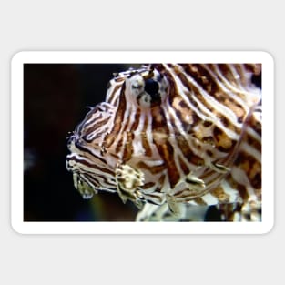 LION FISH Sticker